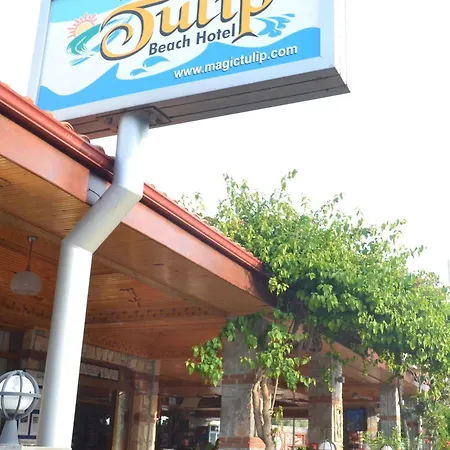 Magic Tulip Ολουντενίζ
